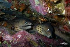 Gymnothorax nubilus