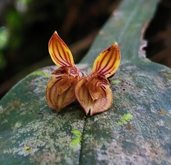 Acianthera