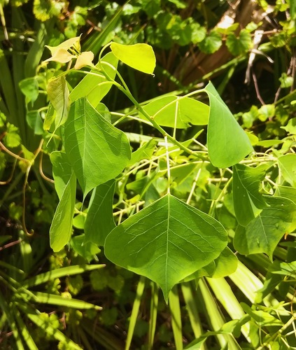 Triadica sebifera image
