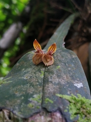 Acianthera