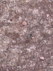 Stenomacra marginella