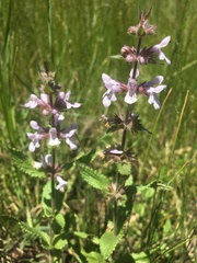 Stachys pilosa