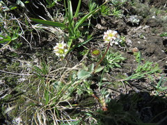 Micranthes rhomboidea