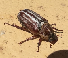 Anoxia australis