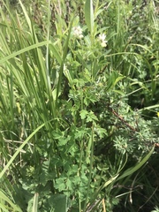 Thalictrum sparsiflorum