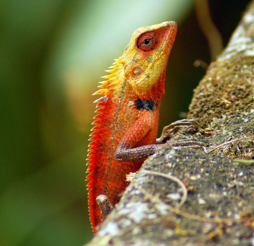 Oriental Garden Lizard Animals Of Penang Hill Inaturalist