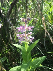 Stachys pilosa