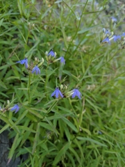 Palmerella debilis serrata