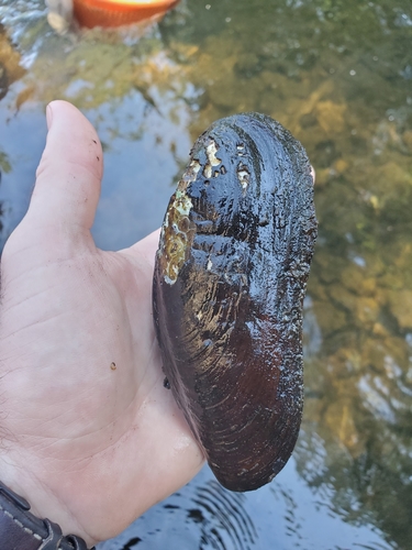 Freshwater Pearl Mussel
