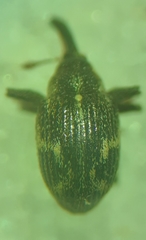 Anthonomus signatus