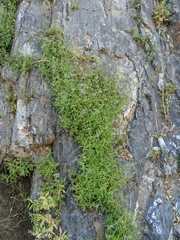 Palmerella debilis serrata