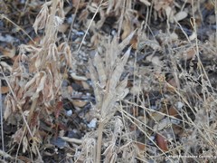 Lupinus hispanicus