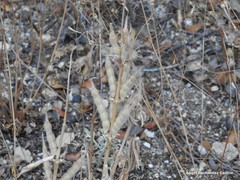Lupinus hispanicus
