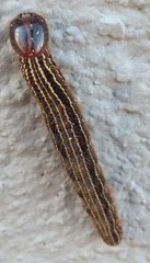 Brassolis sophorae
