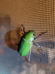 Chrysina