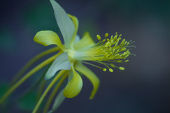 Aquilegia longissima