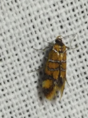 Promalactis procerella