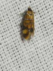 Promalactis procerella