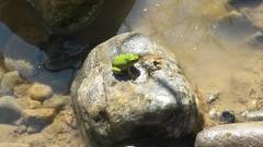Hyla japonica