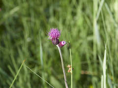 Cirsium rivulare