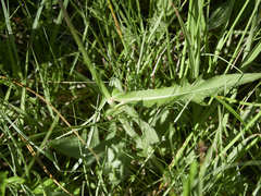 Cirsium rivulare