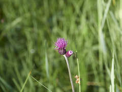 Cirsium rivulare
