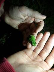 Hyla japonica