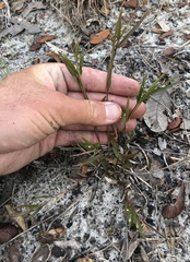 Dichanthelium patentifolium