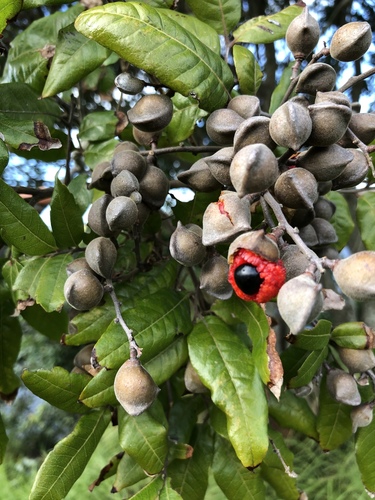 Alectryon excelsus Gaertn.