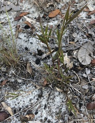 Dichanthelium patentifolium