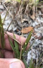 Dichanthelium patentifolium