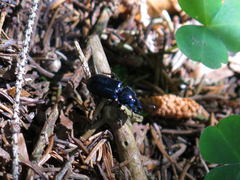 Platycerus