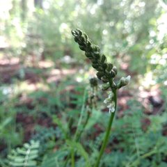 Astragalus strigulosus
