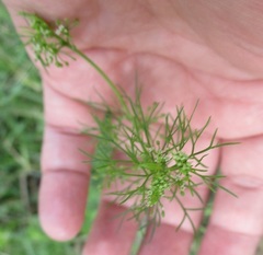 Cyclospermum
