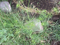 Cyclospermum