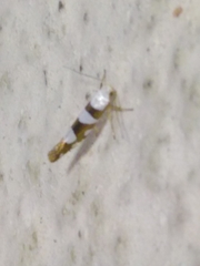 Argyresthia brockeella