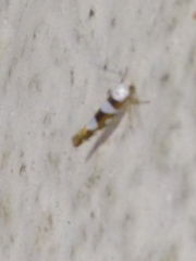 Argyresthia brockeella