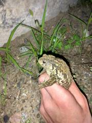 Bufo sachalinensis