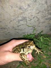 Bufo sachalinensis