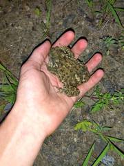 Bufo sachalinensis