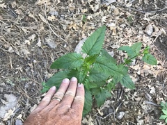 Scrophularia parviflora