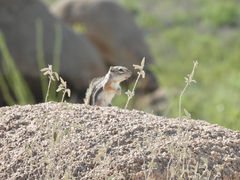 Ammospermophilus interpres