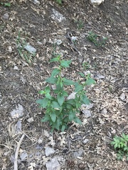 Scrophularia parviflora