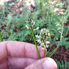 Astragalus strigulosus