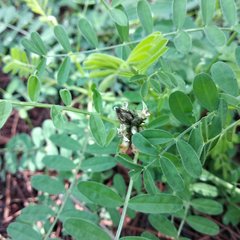 Astragalus strigulosus