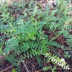 Astragalus strigulosus