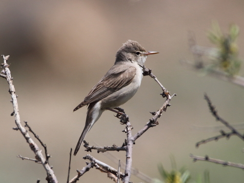Upcher's Warbler (Hippolais languida), photo 10