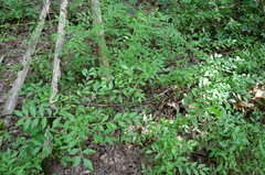 Vaccinium virgatum