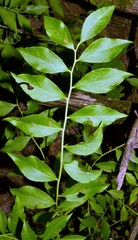 Vaccinium virgatum