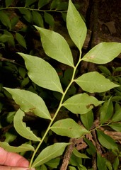 Vaccinium virgatum